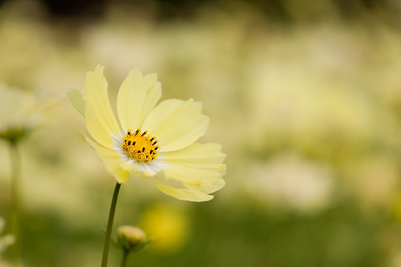 istock-6749